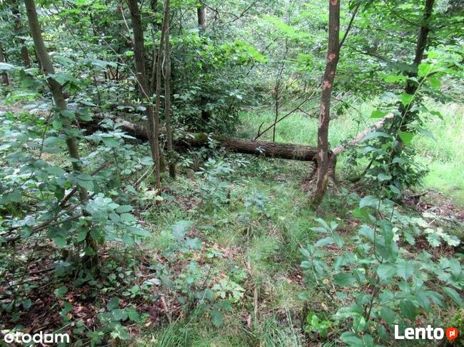 Działka 1,5 ha z domem Gosań gm. Stąporków