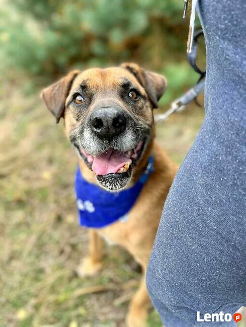 BYSIO cudowny senior czeka od lat na kochający dom