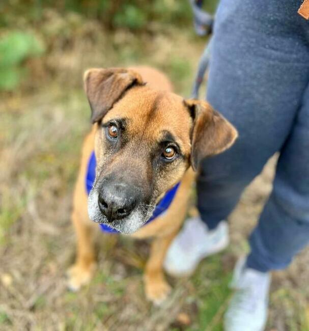 Starszy pogodny psiak kochający ludzi BŁAGA PILNIE o domek
