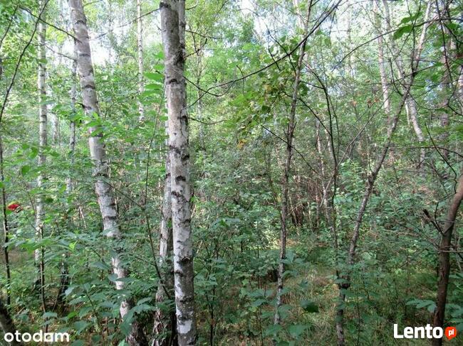 Działka 1,5 ha z domem Gosań gm. Stąporków