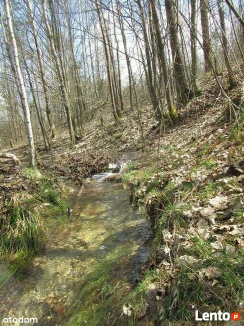 Działka 1,5 ha z domem Gosań gm. Stąporków