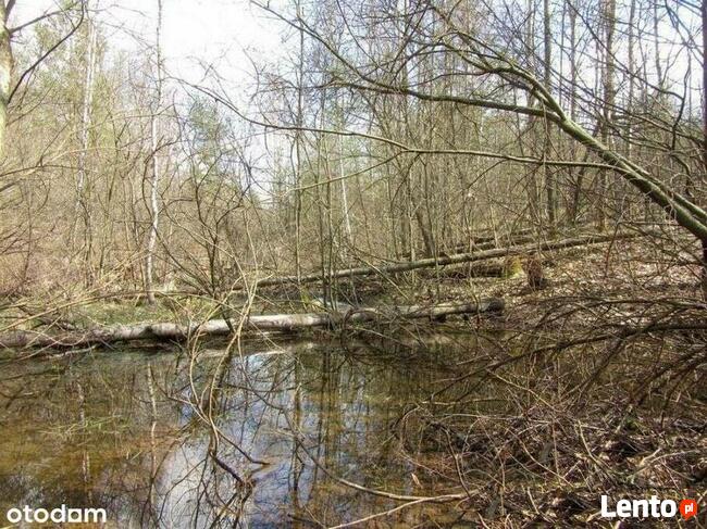 Działka 1,5 ha z domem Gosań gm. Stąporków