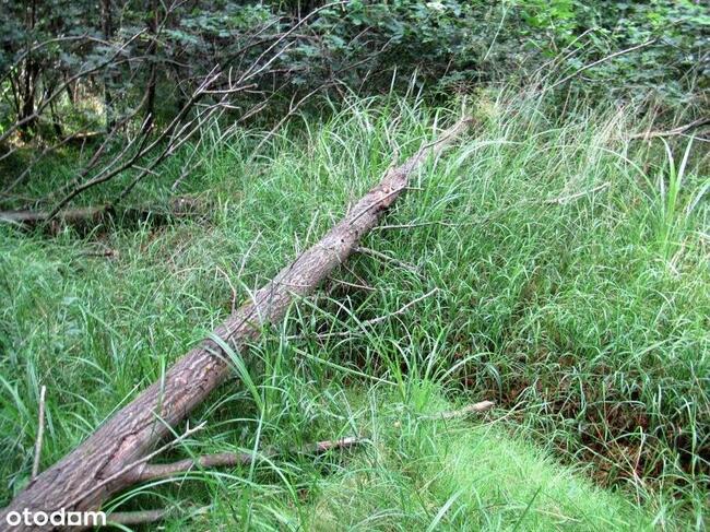 Działka 1,5 ha z domem Gosań gm. Stąporków