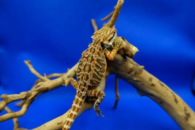 Agama brodata - Jaszczurka dla początkujących gekon zbożowka