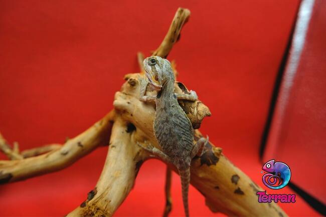 Agama brodata - Jaszczurka dla początkujących gekon zbożowka