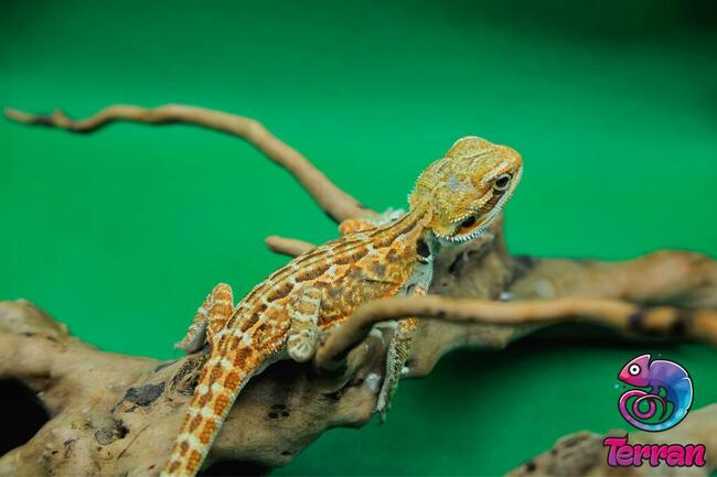 Agama brodata - Jaszczurka dla początkujących gekon zbożowka