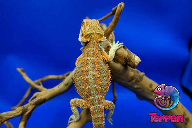 Agama brodata - Jaszczurka dla początkujących gekon zbożowka