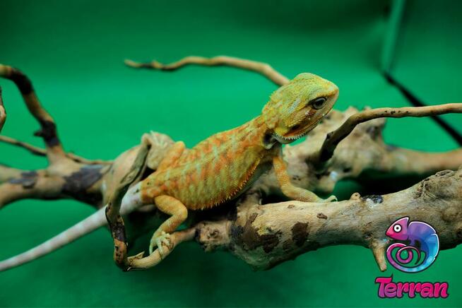 Agama brodata - Jaszczurka dla początkujących gekon zbożowka