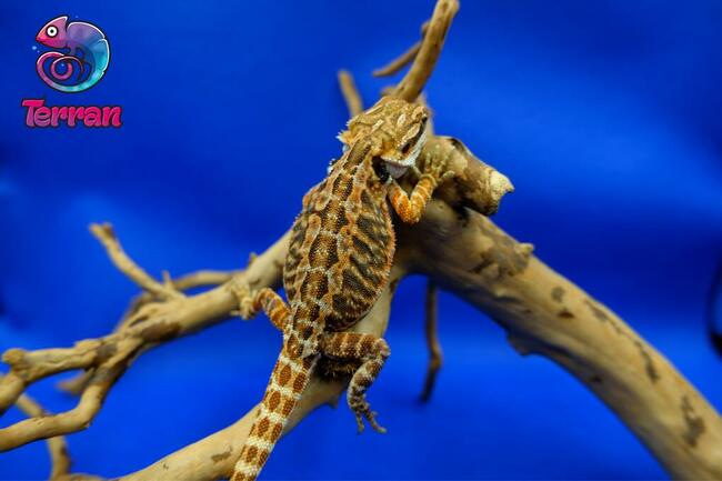 Agama brodata - Jaszczurka dla początkujących gekon zbożowka