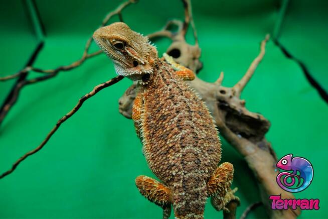 Agama brodata - Jaszczurka dla początkujących gekon zbożowka