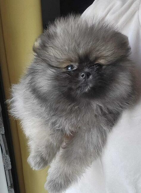 Szpic miniaturowy xs sunia