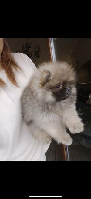 Szpic miniaturowy xs sunia