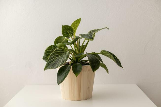 Zestaw donic drewnianych, donice tarasowe, osłonki