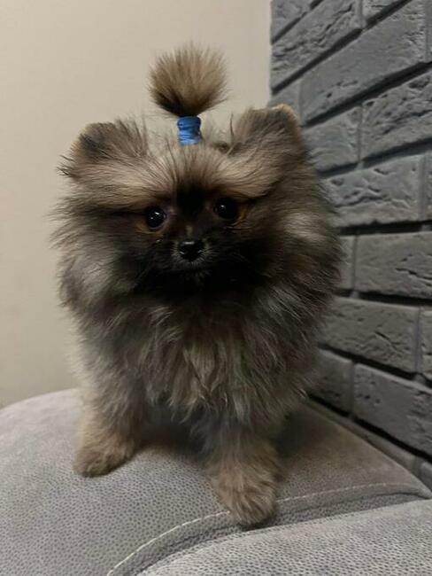 Szpic miniaturowy xs sunia