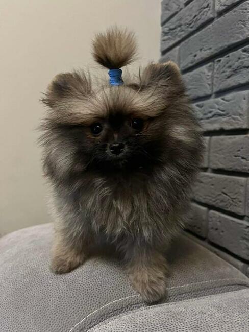 Szpic miniaturowy xs sunia