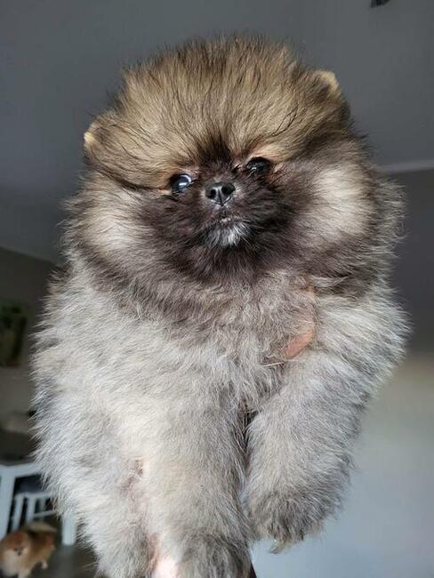 Szpic miniaturowy xs sunia