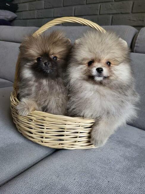 Szpic miniaturowy xs sunia