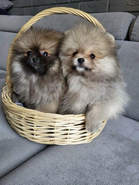 Szpic miniaturowy xs sunia