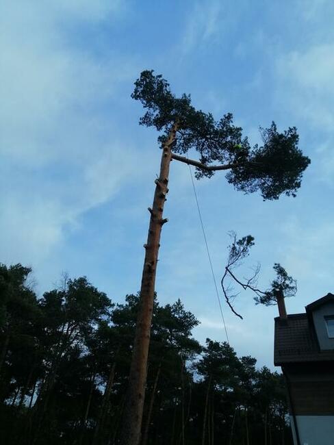 pielęgnacja, przecinka, wycinka drzew