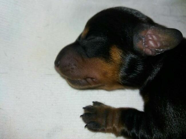 jamnik krótkowłosy króliczy