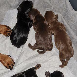 jamnik krótkowłosy króliczy