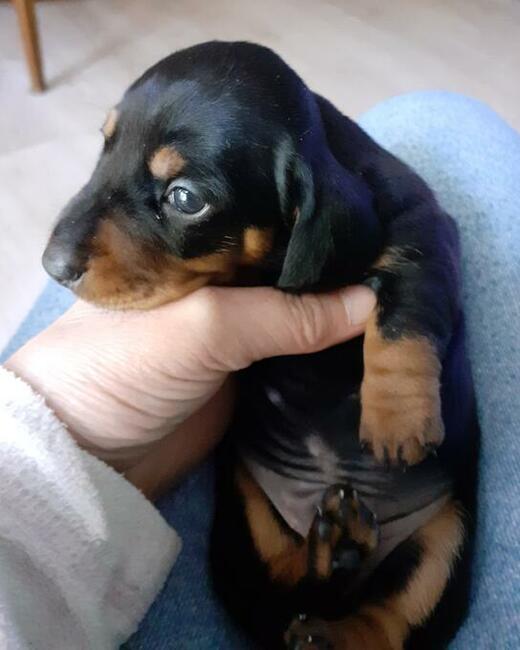 jamnik krótkowłosy króliczy