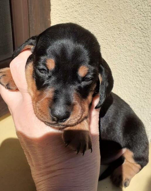 jamnik krótkowłosy króliczy