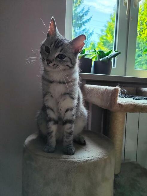 opieka nad kotem albo psem