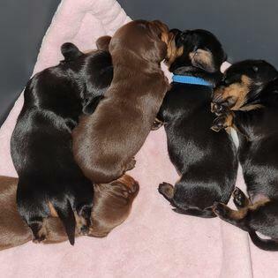 jamnik krótkowłosy króliczy