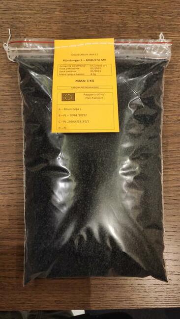 Cebula, nasiona cebuli Rijnsburger 5 - Robusta MK, 250 000 n