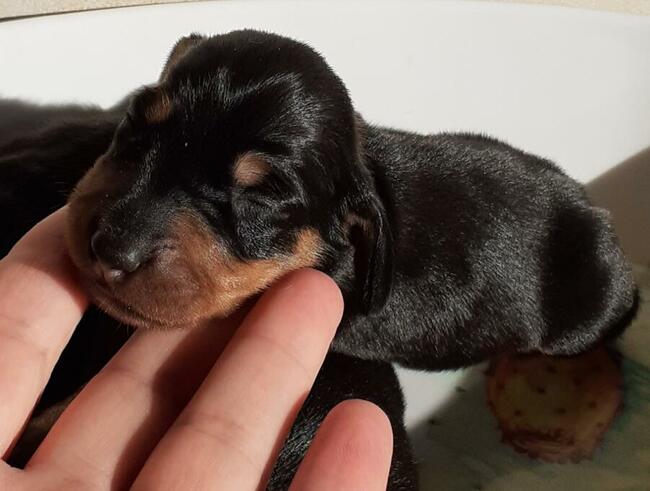 jamnik krótkowłosy króliczy