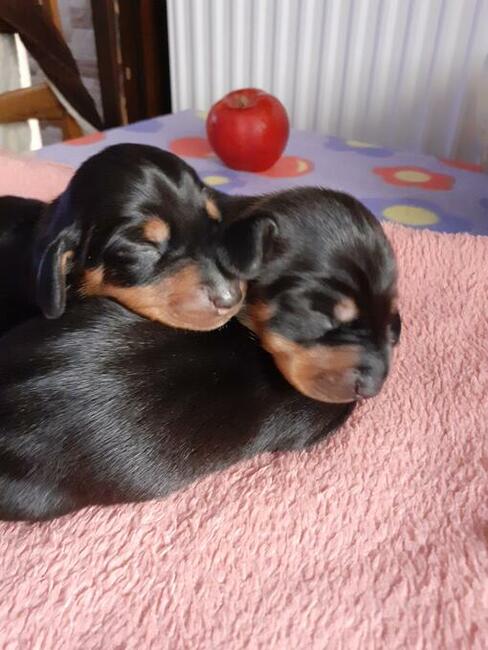 jamnik krótkowłosy króliczy