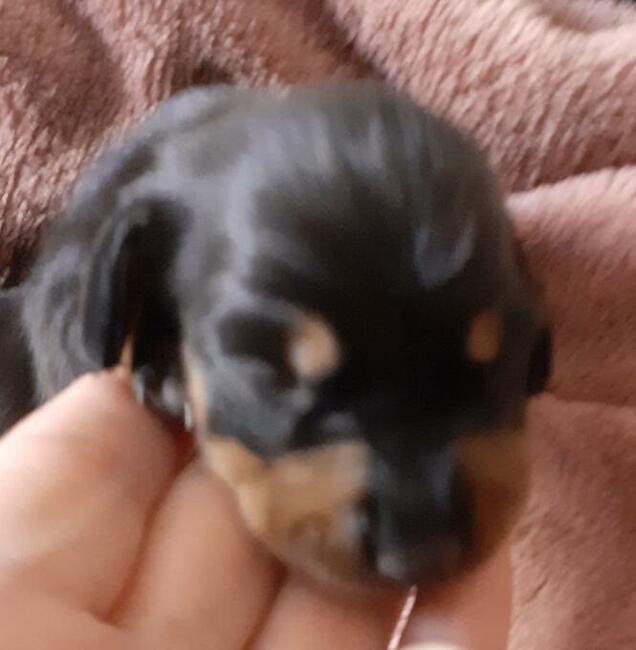 jamnik krótkowłosy króliczy