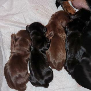 jamnik krótkowłosy króliczy