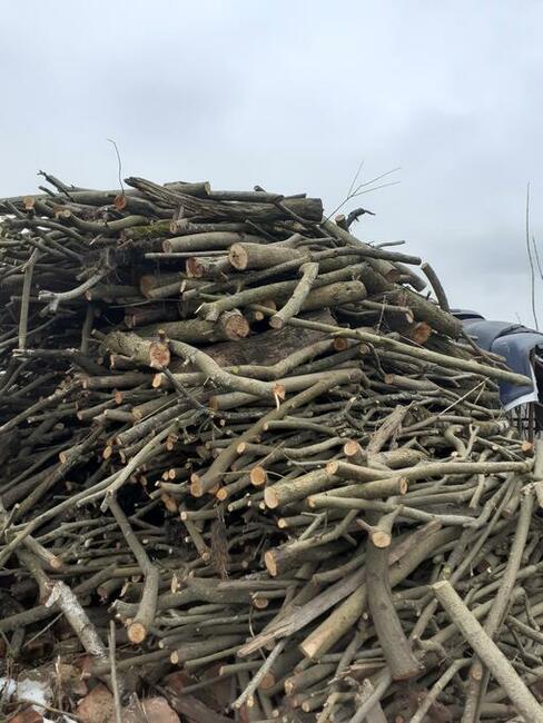 sprzedam gałęziówkę (wierzba energetyczna)