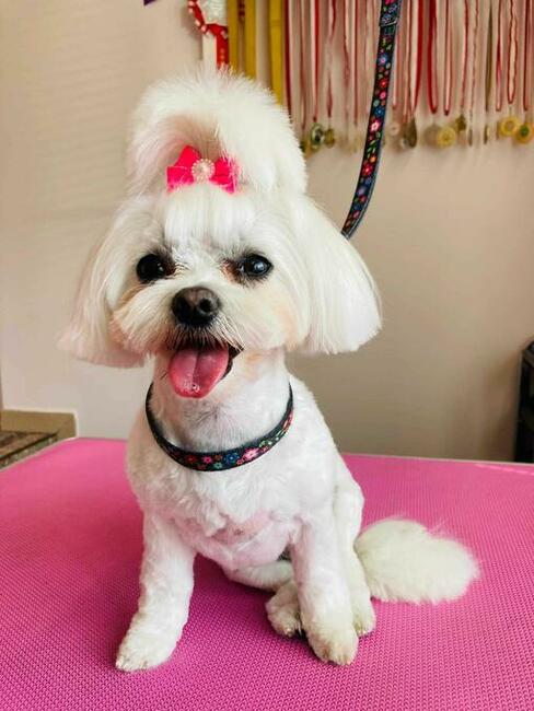 Strzyżenie psów, psi fryzjer Champion Tomaszów Mazowiecki