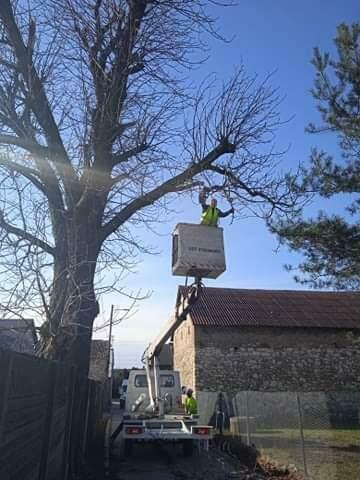 pielęgnacja, przecinka, wycinka drzew