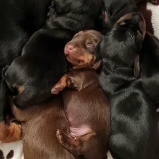 jamnik krótkowłosy króliczy