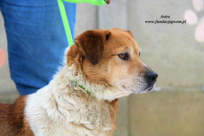 Astro - Energiczny psiak szuka rodziny