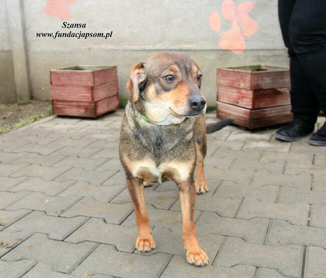 Szansa - milutka dziewczynka