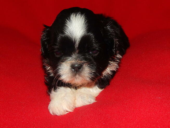 ** Shih Tzu - Prześliczne Biało Czarne Maluszki **