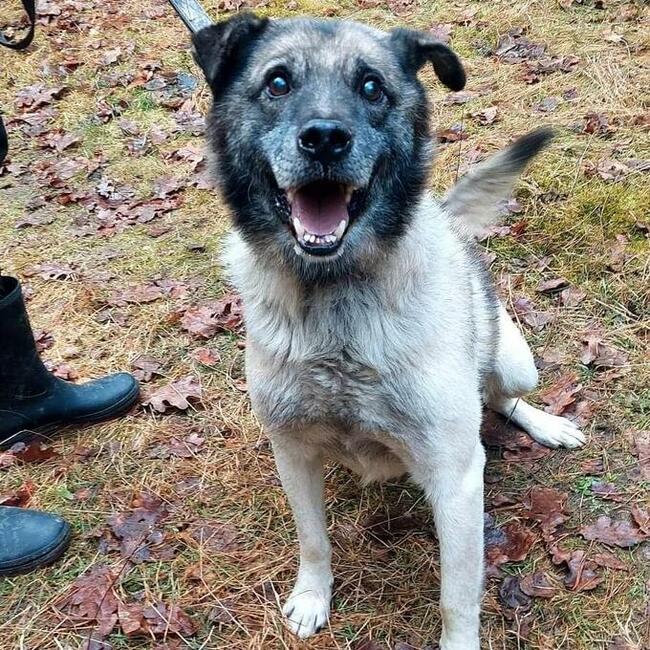 Do adopcji poleca się proludzki, kochany psiak Zbójnik