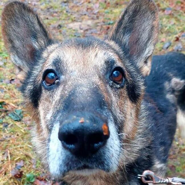 Za darmo owczarek niemiecki mix senior - Barycz 9lat, 20kg