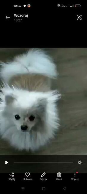 Sprzedam szpic pomeranian miniaturowy suczka 18 miesięcy bi