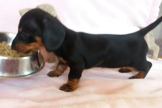 jamnik krótkowłosy króliczy