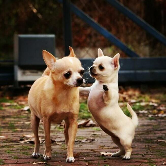 Chihuahua po Ch.PL, okolice W-wy