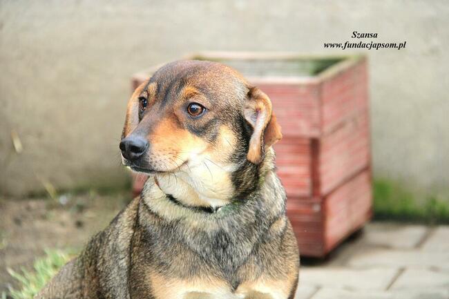 Szansa - milutka dziewczynka