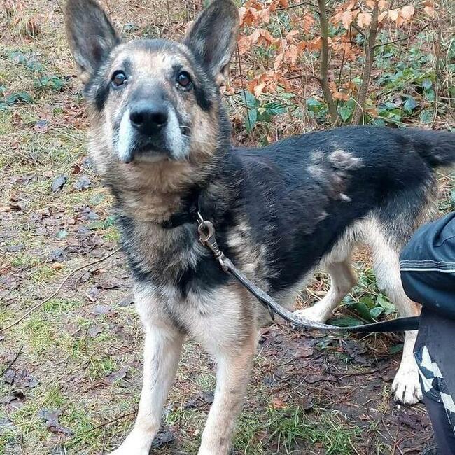 Za darmo owczarek niemiecki mix senior - Barycz 9lat, 20kg