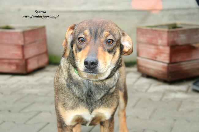 Szansa - milutka dziewczynka