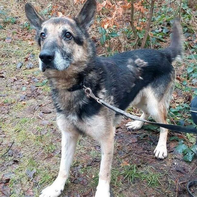 Za darmo owczarek niemiecki mix senior - Barycz 9lat, 20kg